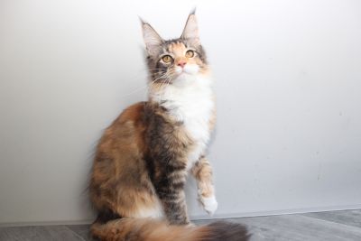 Despina